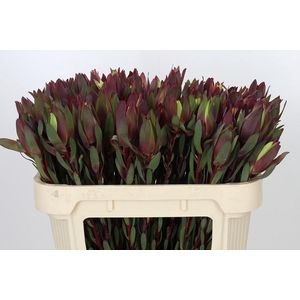 Leucadendron Senorita