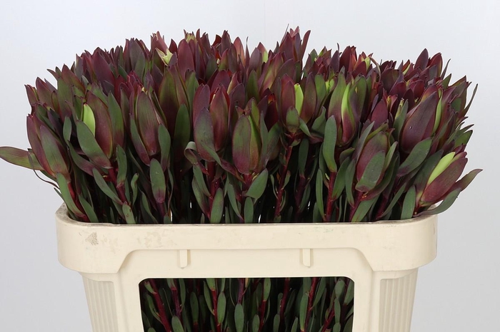 <h4>Leucadendron Senorita</h4>