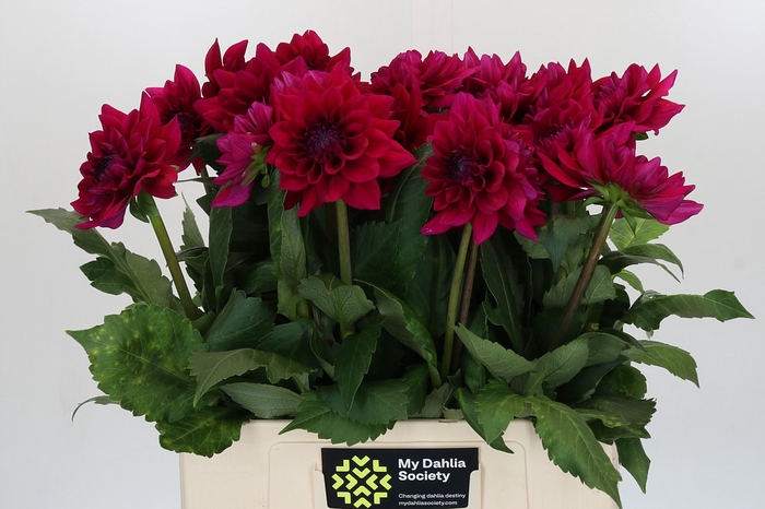 <h4>Dahlia Overig</h4>