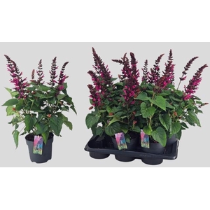 SALVIA  LAKE FLAMING
