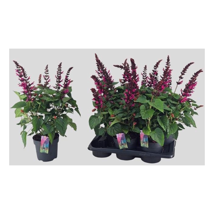 <h4>SALVIA  LAKE FLAMING</h4>
