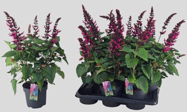 SALVIA  LAKE FLAMING