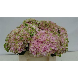 Hydr M Revolution Roze