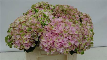 <h4>Hydr M Revolution Roze</h4>
