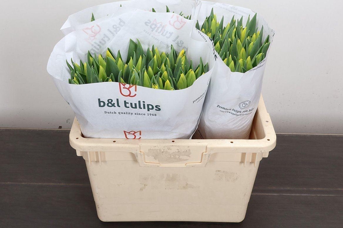 <h4>Tulipa EN 'Yellow Flight'</h4>