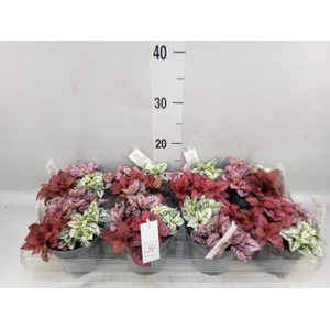 Hypoestes phyllo.   ...mix