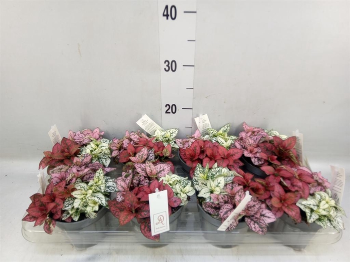 <h4>Hypoestes phyllo.   ...mix</h4>