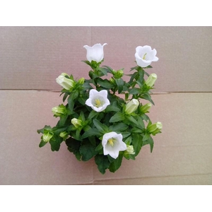 CAMPANULA MEDIUM P11 LADY WHITE