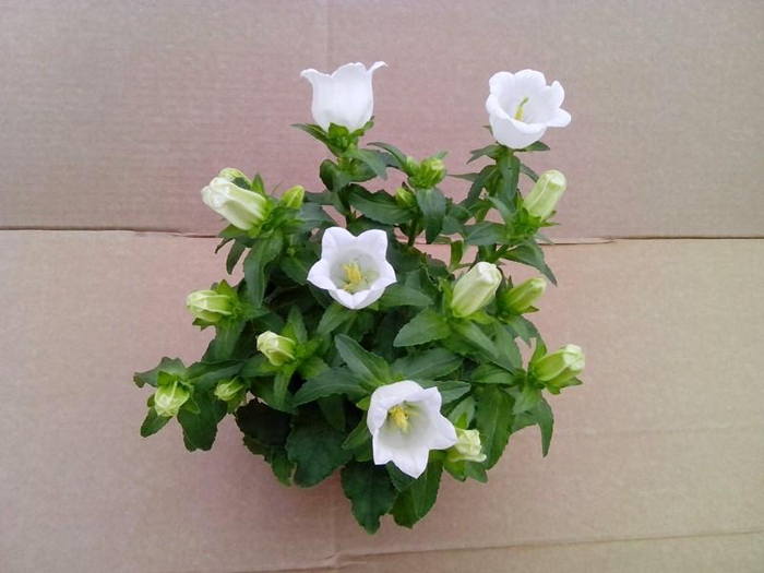 <h4>CAMPANULA MEDIUM P11 LADY WHITE</h4>
