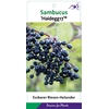 Sambucus nigra