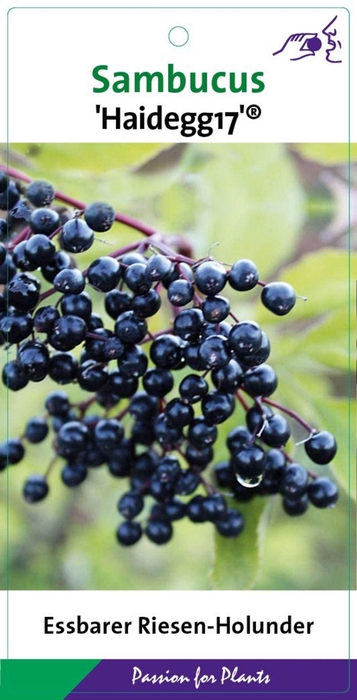 Sambucus nigra