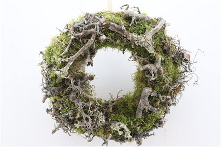 <h4>WR MOSS LARIX BONSAI 30CM</h4>