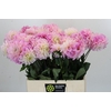 Dahlia Sweet Nathalie