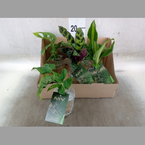 Planten Groen   ...mix  4