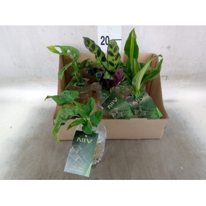 Planten Groen   ...mix  4