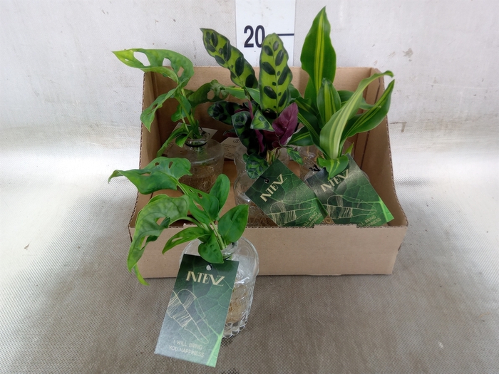 <h4>Planten Groen   ...mix  4</h4>