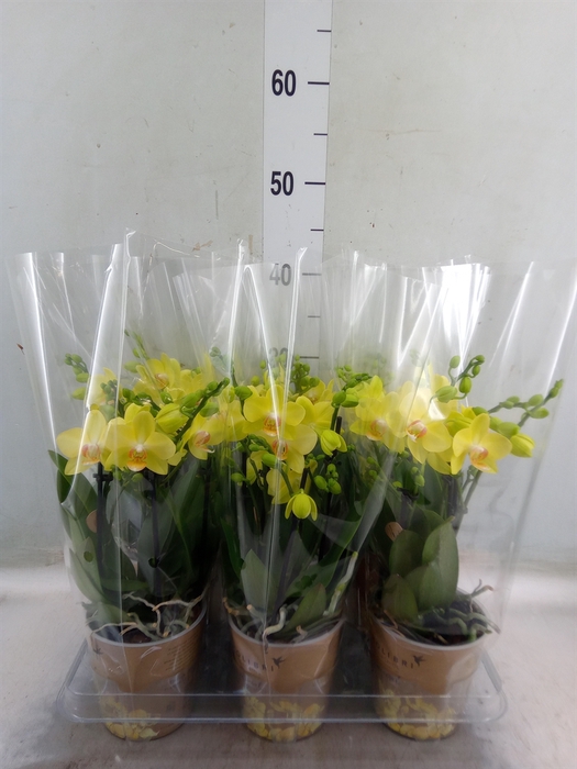 <h4>Phalaenopsis   ...mix</h4>