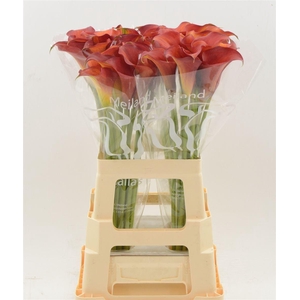Calla Trinity | Dubbelbloemig