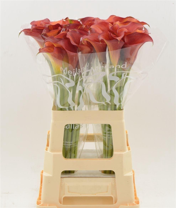 <h4>Calla Trinity | Dubbelbloemig</h4>