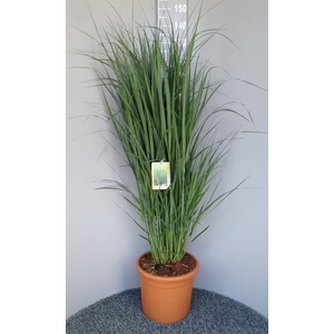 Panicum virgatum