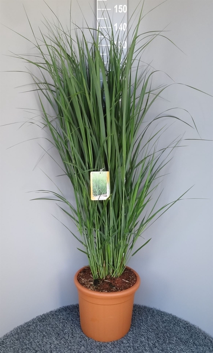 <h4>Panicum virgatum</h4>