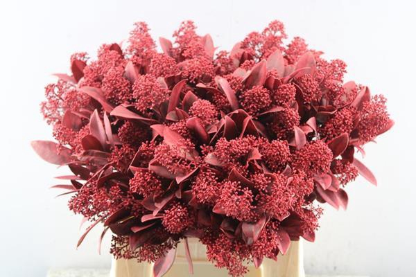 <h4>Skimmia Klb Rood</h4>