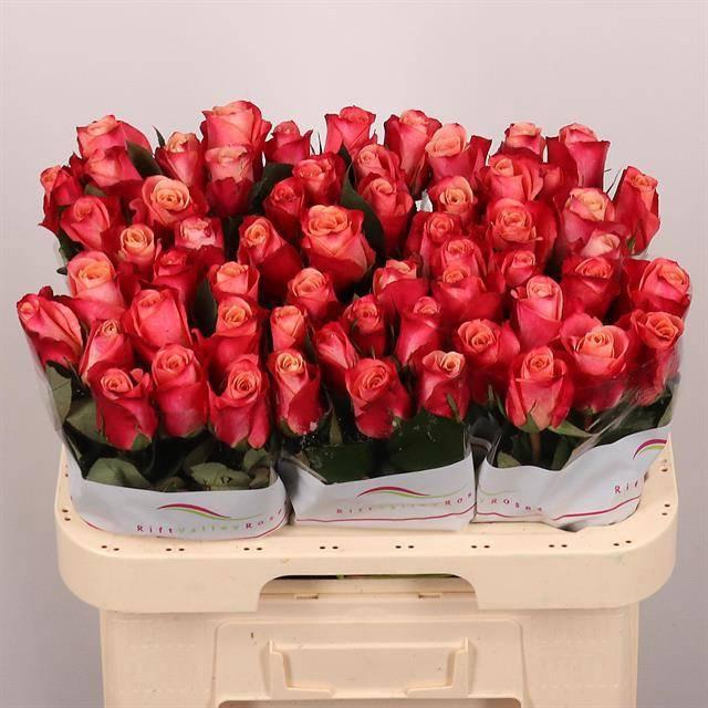 <h4>R GR HELENE</h4>