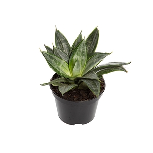 SANSEVIERIA TRIFASCIATA HAHNII SILVER FROST P11