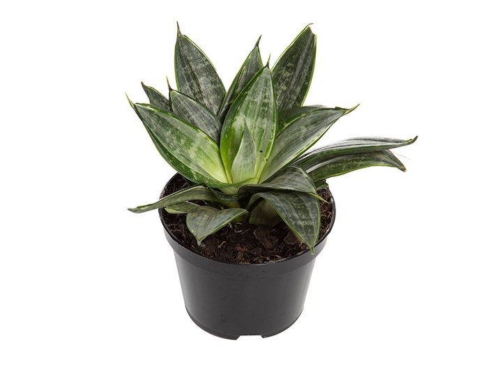 <h4>SANSEVIERIA TRIFASCIATA HAHNII SILVER FROST P11</h4>