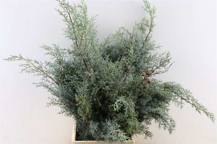 <h4>Chama Cupressus A Glauca</h4>