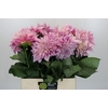 Dahlia Cafe Au Lait
