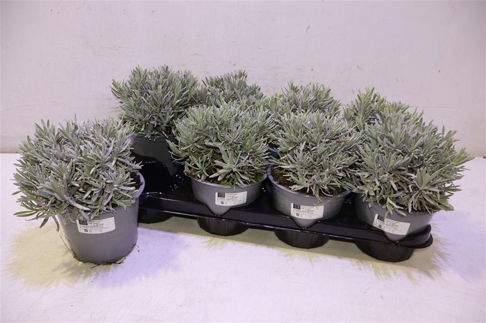 <h4>Lavan Angustifolia</h4>