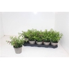 Cuph Hyssopifolia