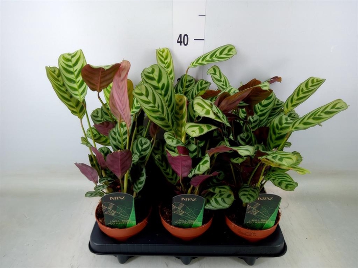 <h4>Ctenanthe burle-marxii</h4>