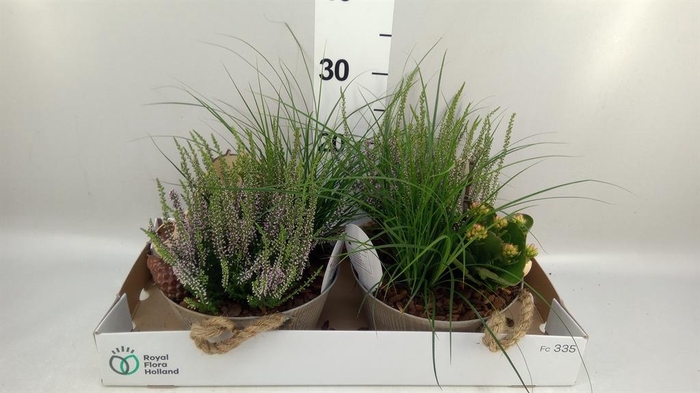 <h4>Arr.   Tuinplanten L%</h4>