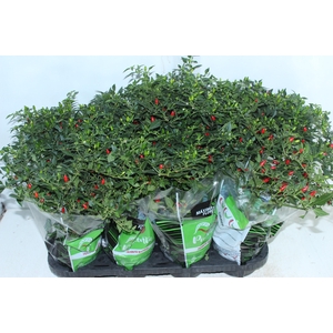 PIMENTA MALAGUETINHA P14