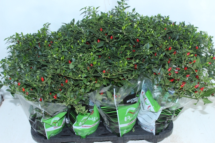 <h4>PIMENTA MALAGUETINHA P14</h4>