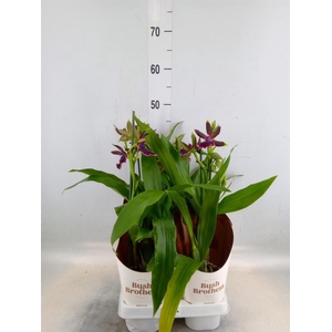 Zygopetalum  'Louisendorf'