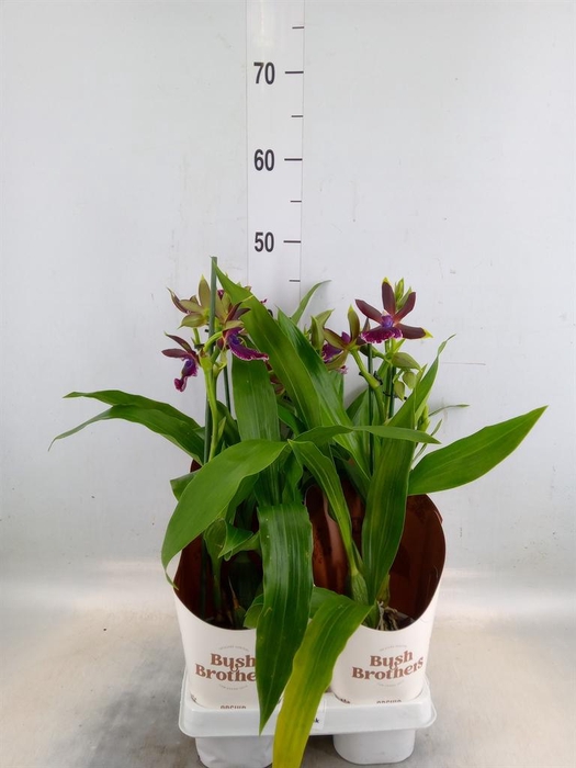 <h4>Zygopetalum  'Louisendorf'</h4>