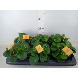 Peperomia obt. 'Red Canyon'