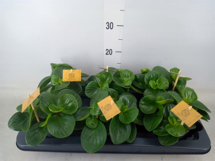 <h4>Peperomia obt. 'Red Canyon'</h4>