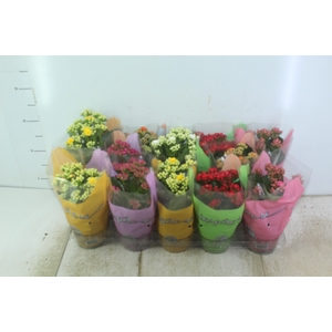 KALANCHOE DOBRADO P11