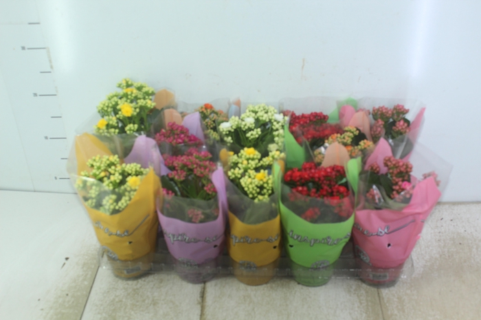 <h4>KALANCHOE DOBRADO P11</h4>