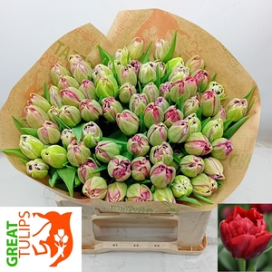 TU DU SCARLET VERONA