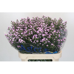 Aster Baby Pink Pearl