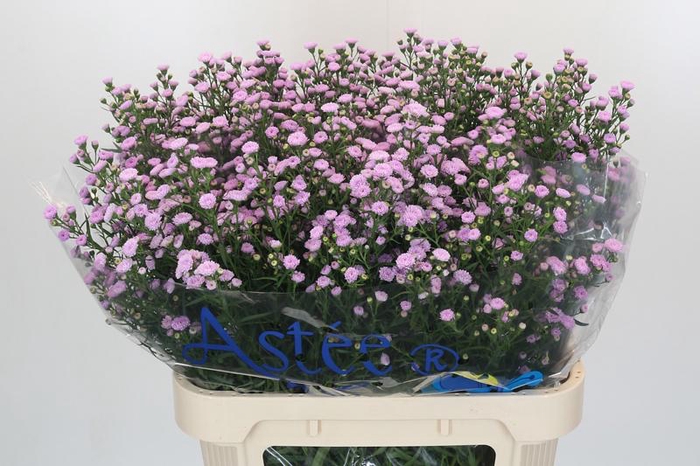 <h4>Aster Baby Pink Pearl</h4>