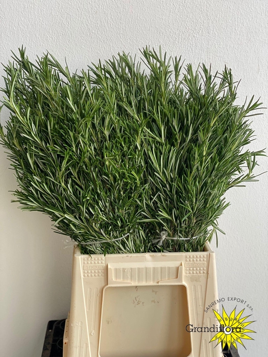 <h4>Rozemarijn GF</h4>