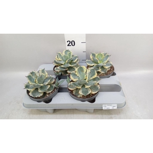 Agave potatorum