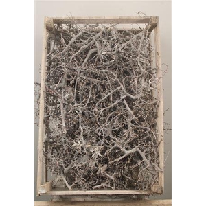 Bonsai Crate White Wash