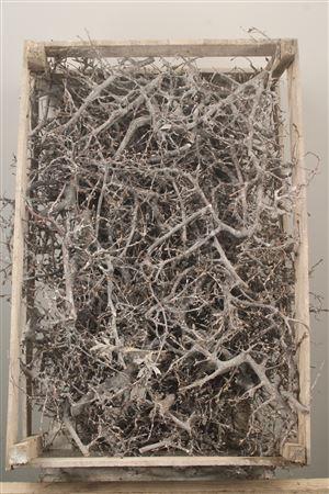 <h4>Bonsai Crate White Wash</h4>